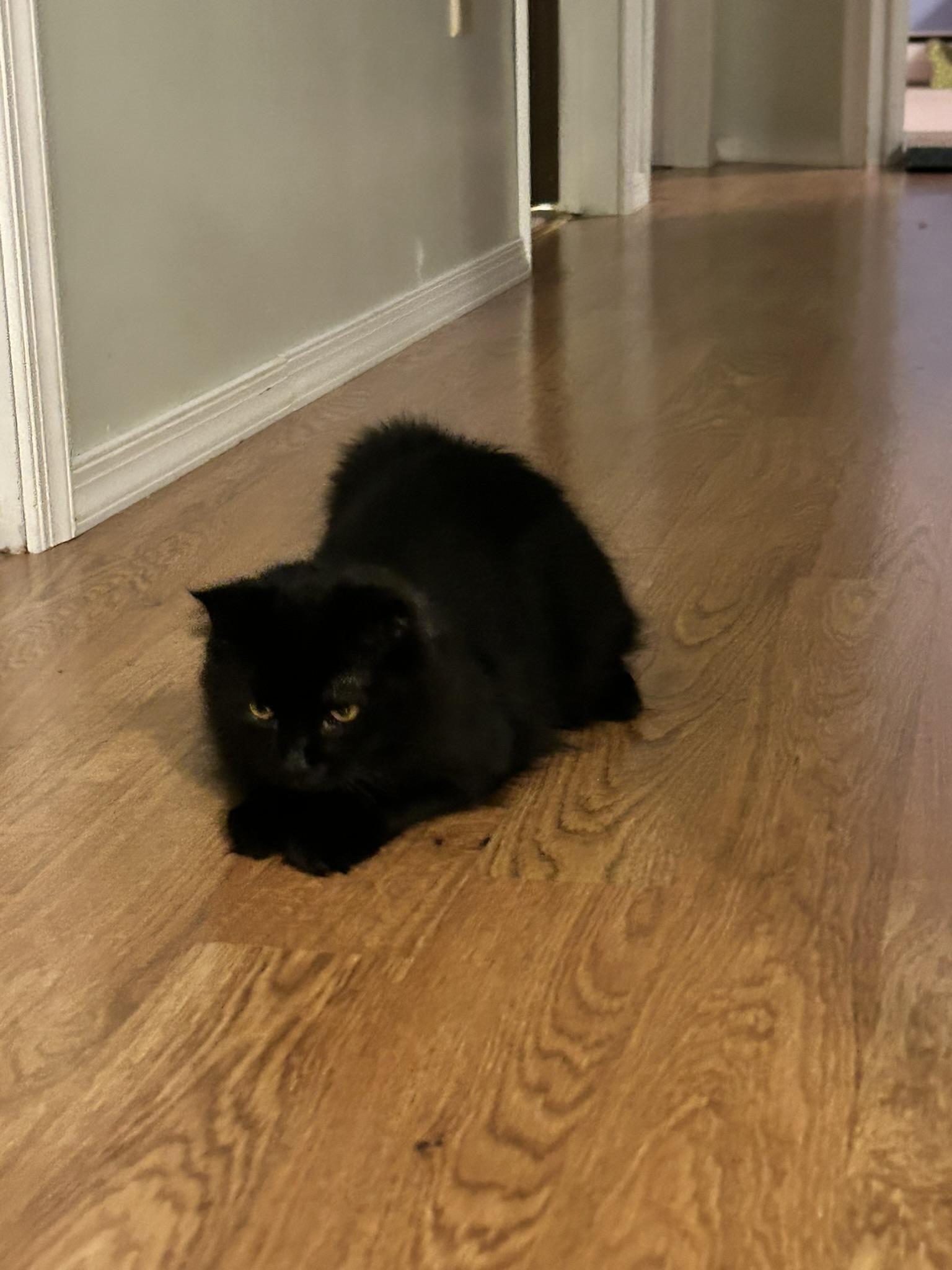 Enlarge Cayenne, an adopted Domestic Long Hair in Allentown, PA image 5/5