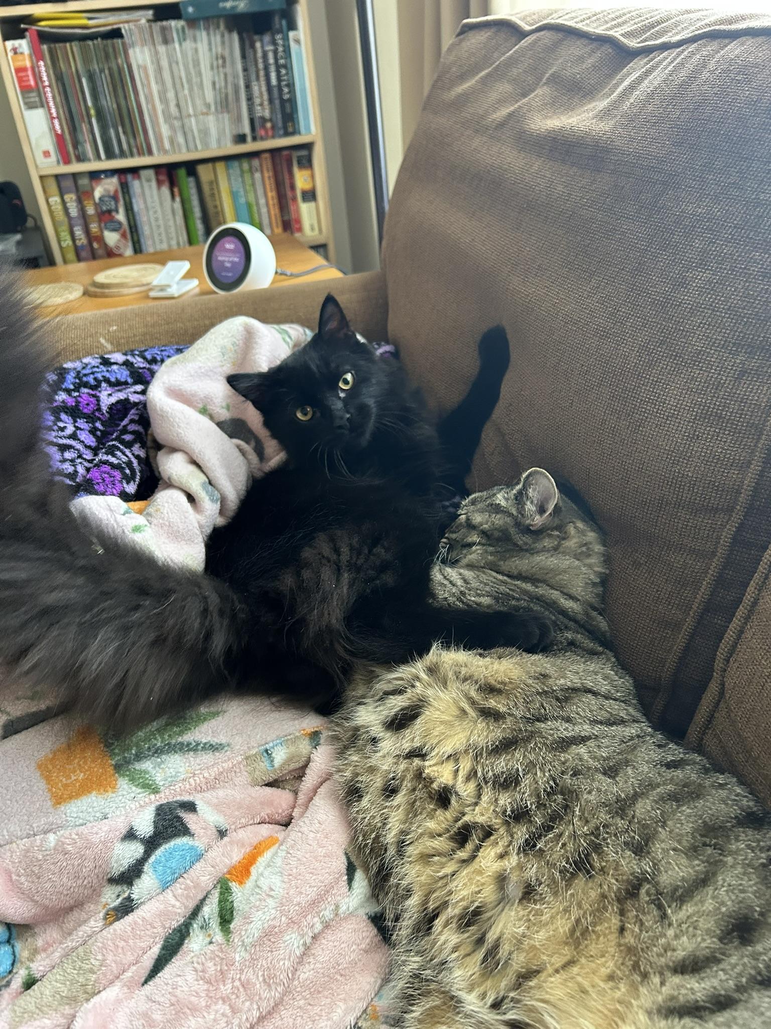 Enlarge Cayenne, an adopted Domestic Long Hair in Allentown, PA image 4/5