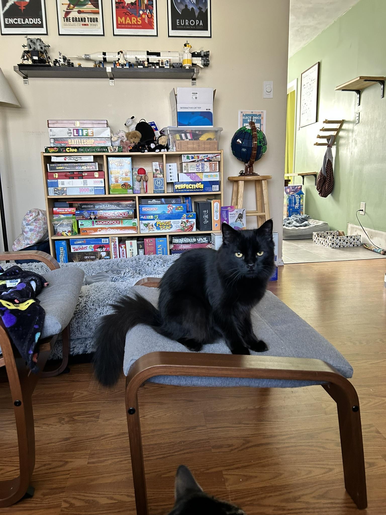 Enlarge Cayenne, an adopted Domestic Long Hair in Allentown, PA image 3/5