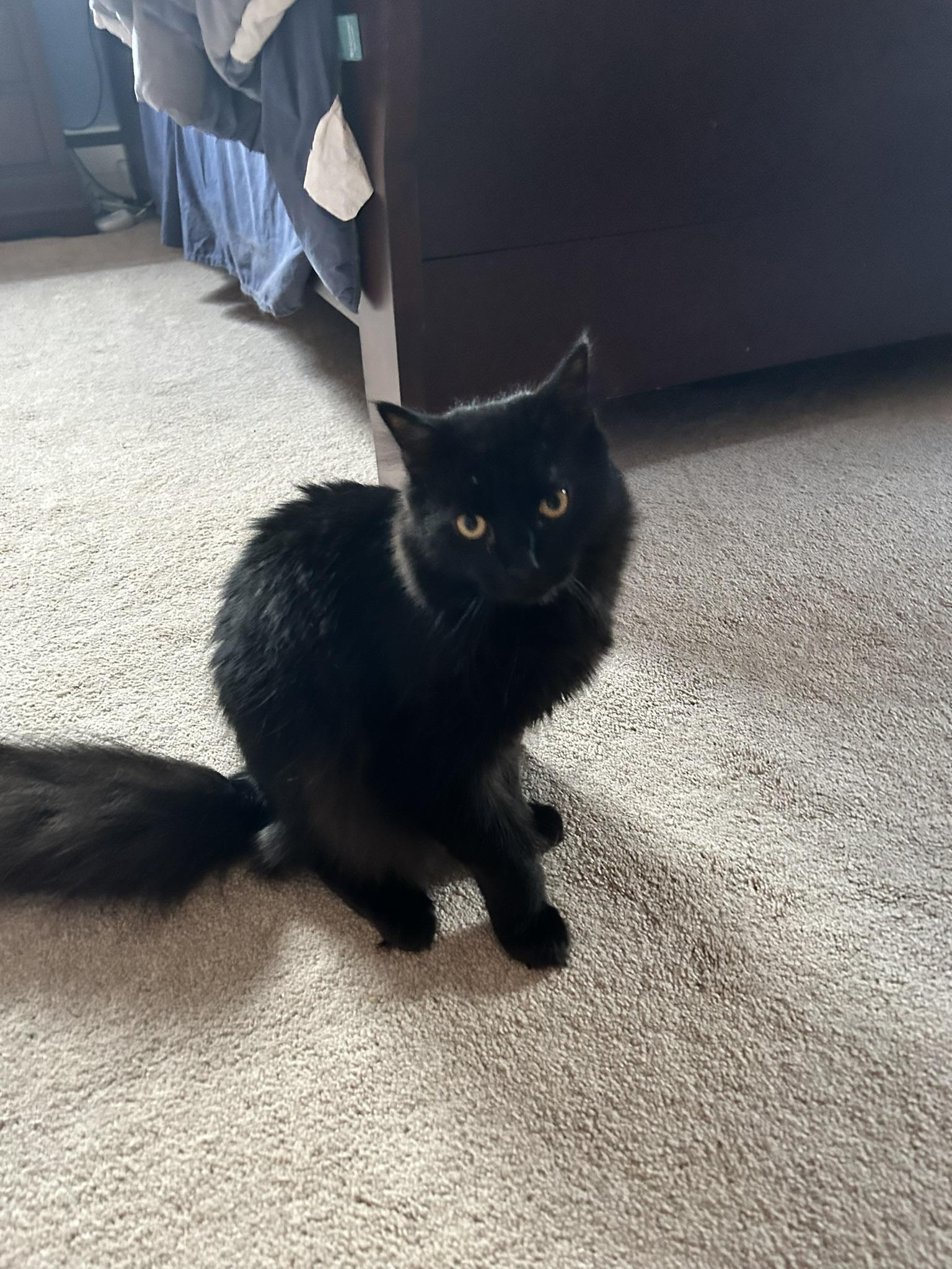 Cayenne, adopted, Kitten Male Domestic Long Hair.