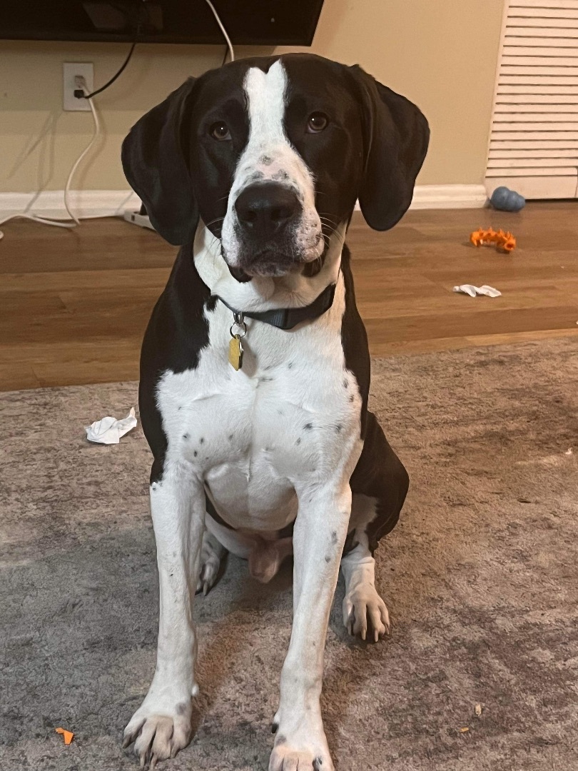 Enzo , Adoptable, Adult Male Pointer & Great Dane.