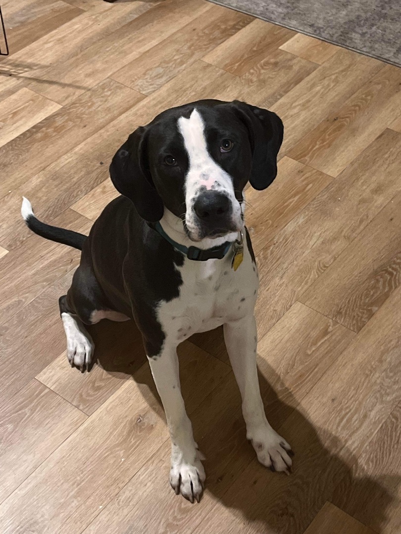 Enlarge Enzo , a Adoptable mixed breed in Lorida, FL image 2/4