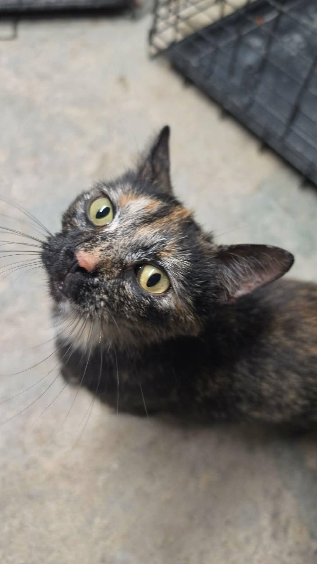 Momma, ADOPTABLE, Adult Female Domestic Short Hair & Tortoiseshell.