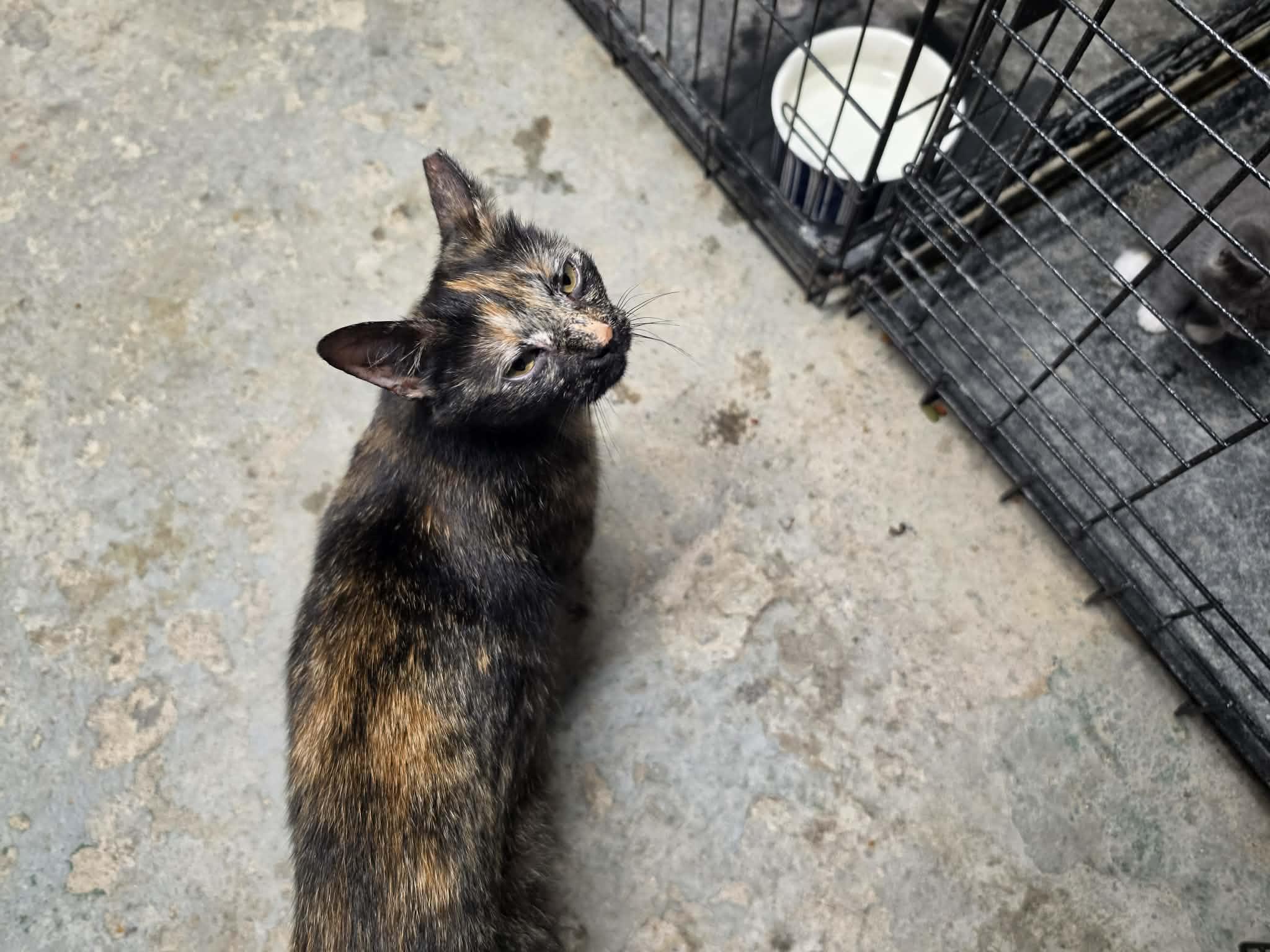 Enlarge Momma, a ADOPTABLE mixed breed in Brownsville, PA image 3/4
