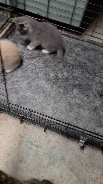 Enlarge Momma, a ADOPTABLE mixed breed in Brownsville, PA video 4/4