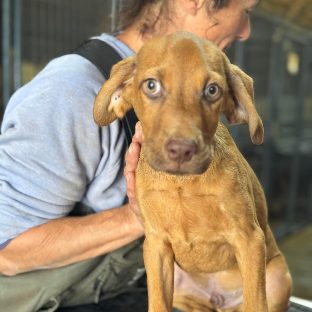 Andy, a Adoptable Hound in Lincoln, NB image 1/6