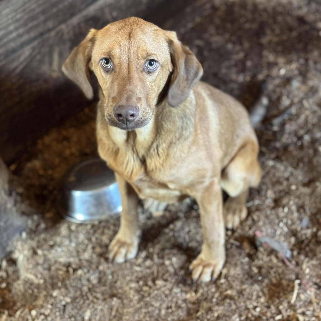 Andy, a Adoptable Hound in Lincoln, NB image 3/6
