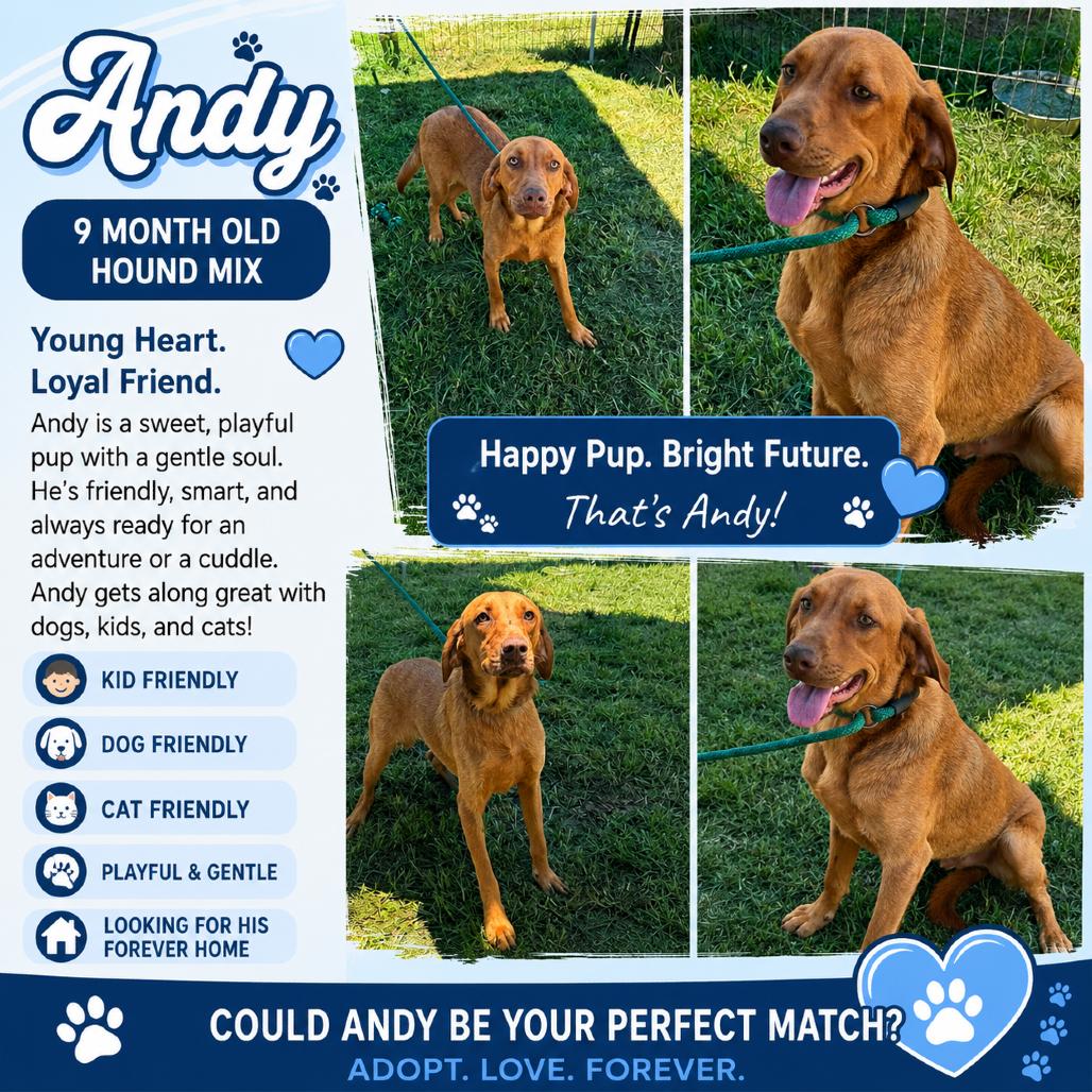 Andy, a Adoptable Hound in Lincoln, NB image 2/6