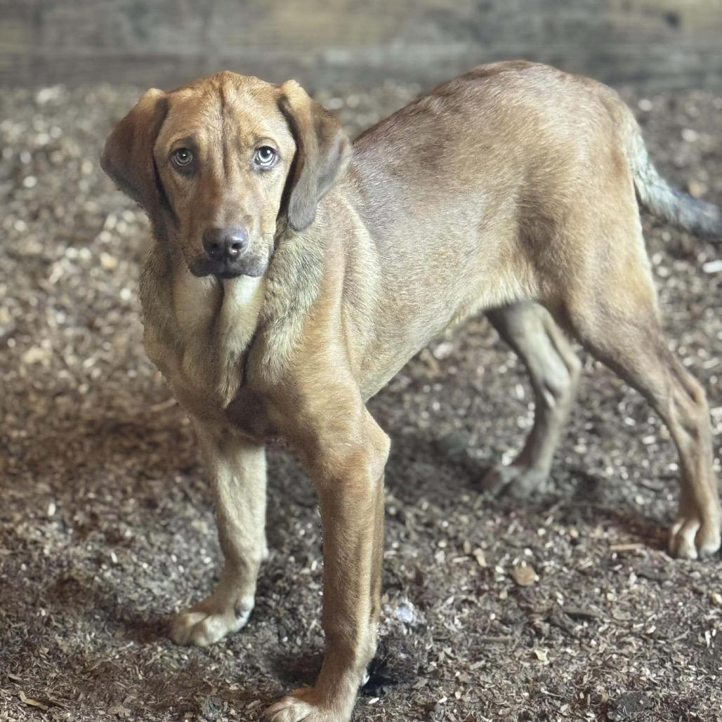 Andy, a Adoptable Hound in Lincoln, NB image 4/6