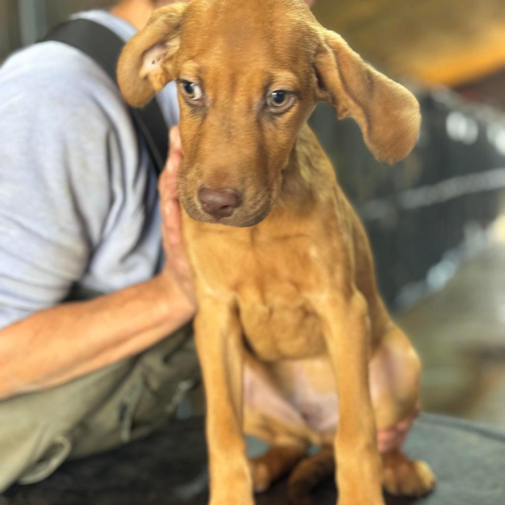 Andy, a Adoptable Hound in Lincoln, NB image 5/6
