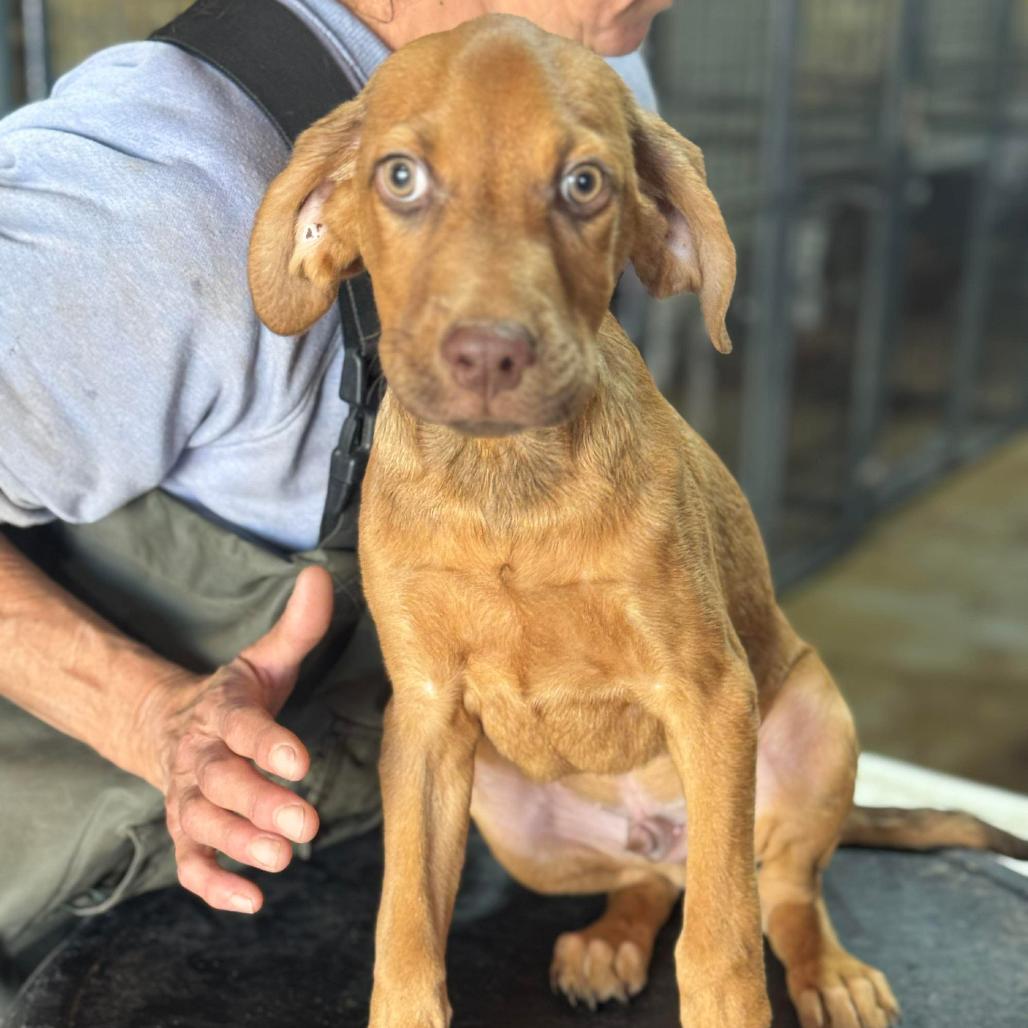 Andy, a Adoptable Hound in Lincoln, NB image 6/6