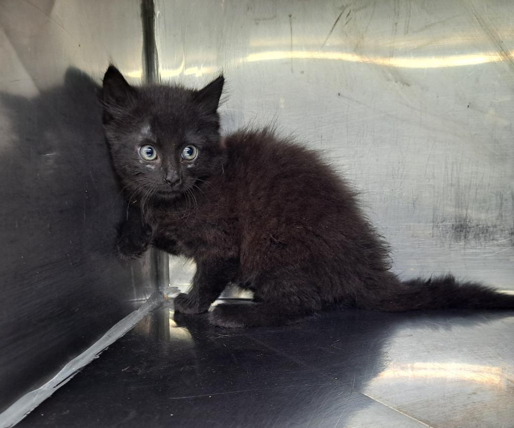 Hector, Adoptable, Kitten Male Domestic Medium Hair.