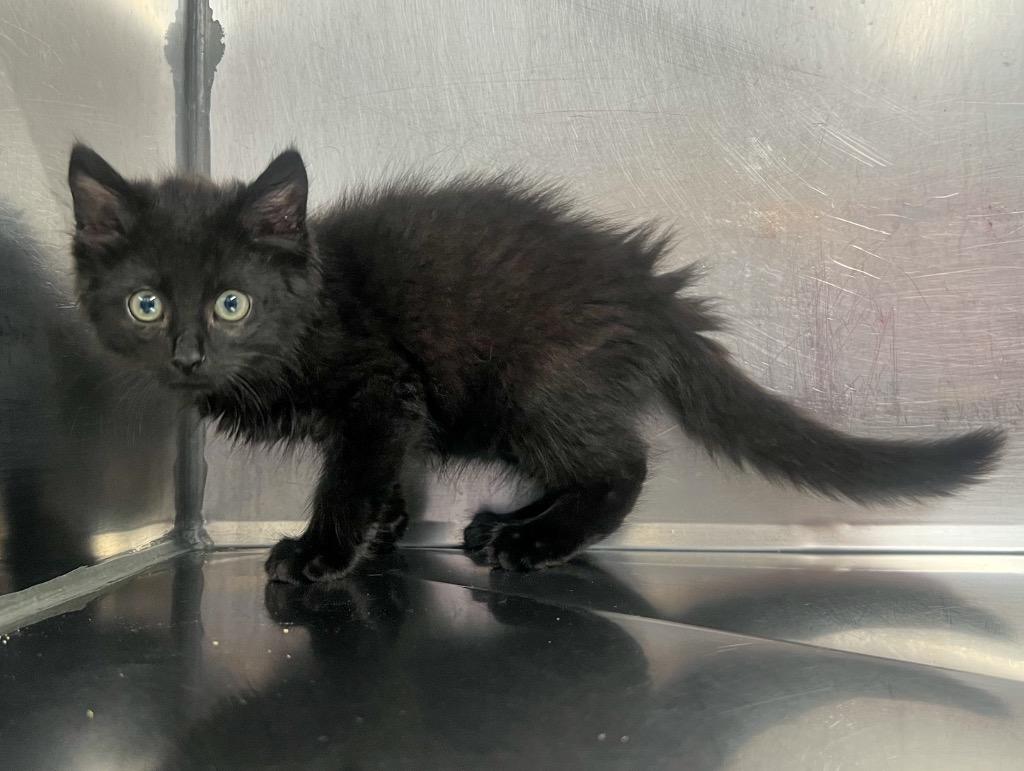 Hector, a Adoptable mixed breed in Murray, KY image 4/6