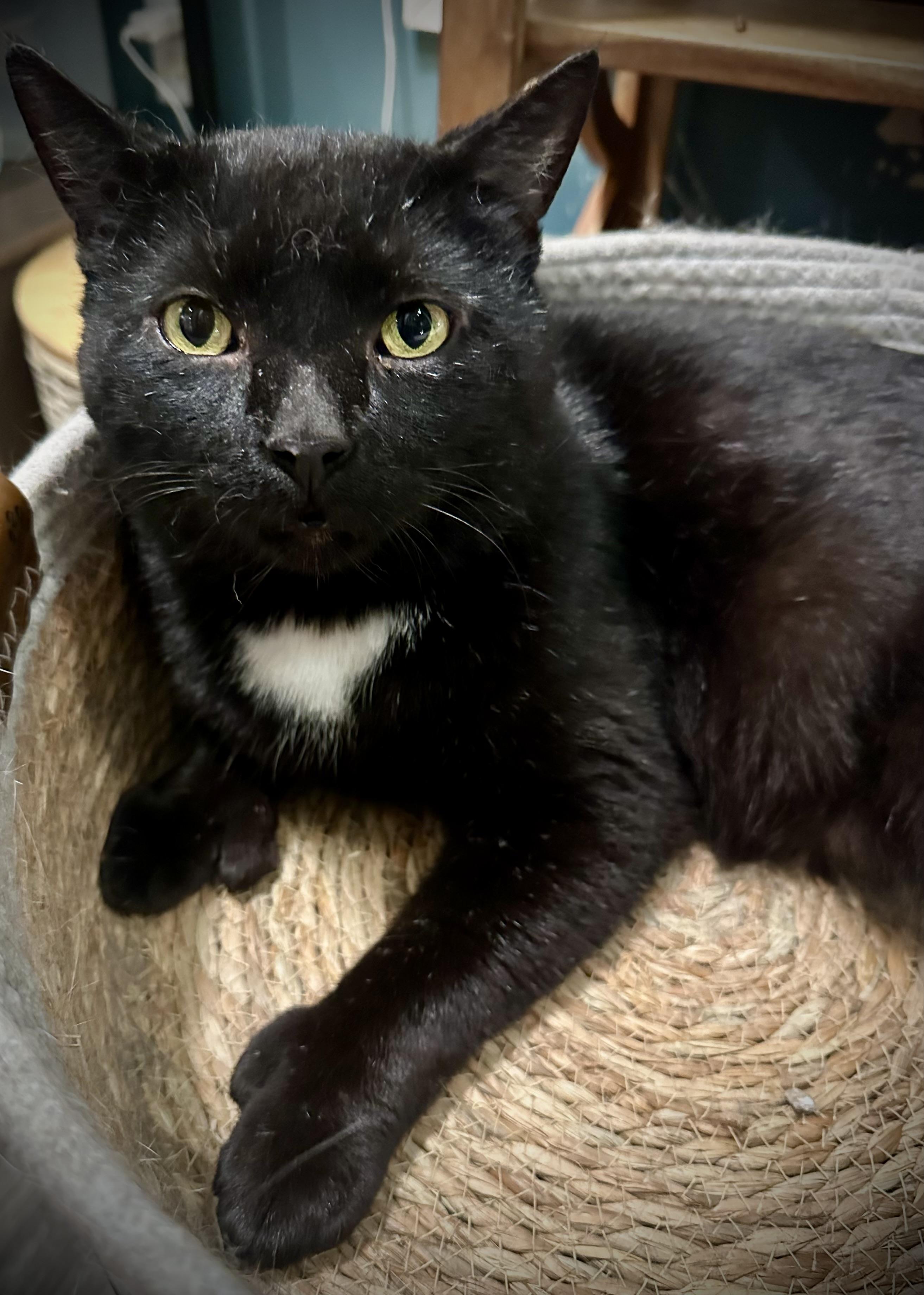 Thumbs, Adoptable, Young Male Extra-Toes Cat / Hemingway Polydactyl.