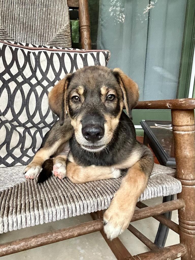 BEAR TUMBLEWEED, adopted, Puppy Male Shepherd.