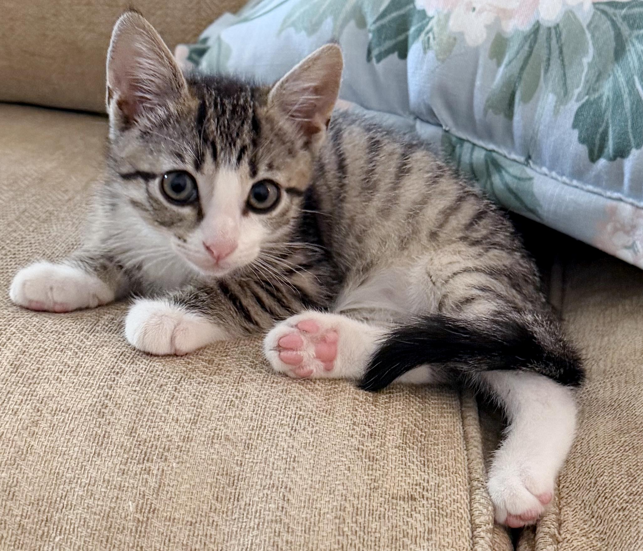 Eeyore, an adopted mixed breed in Lake Monroe, FL image 4/5