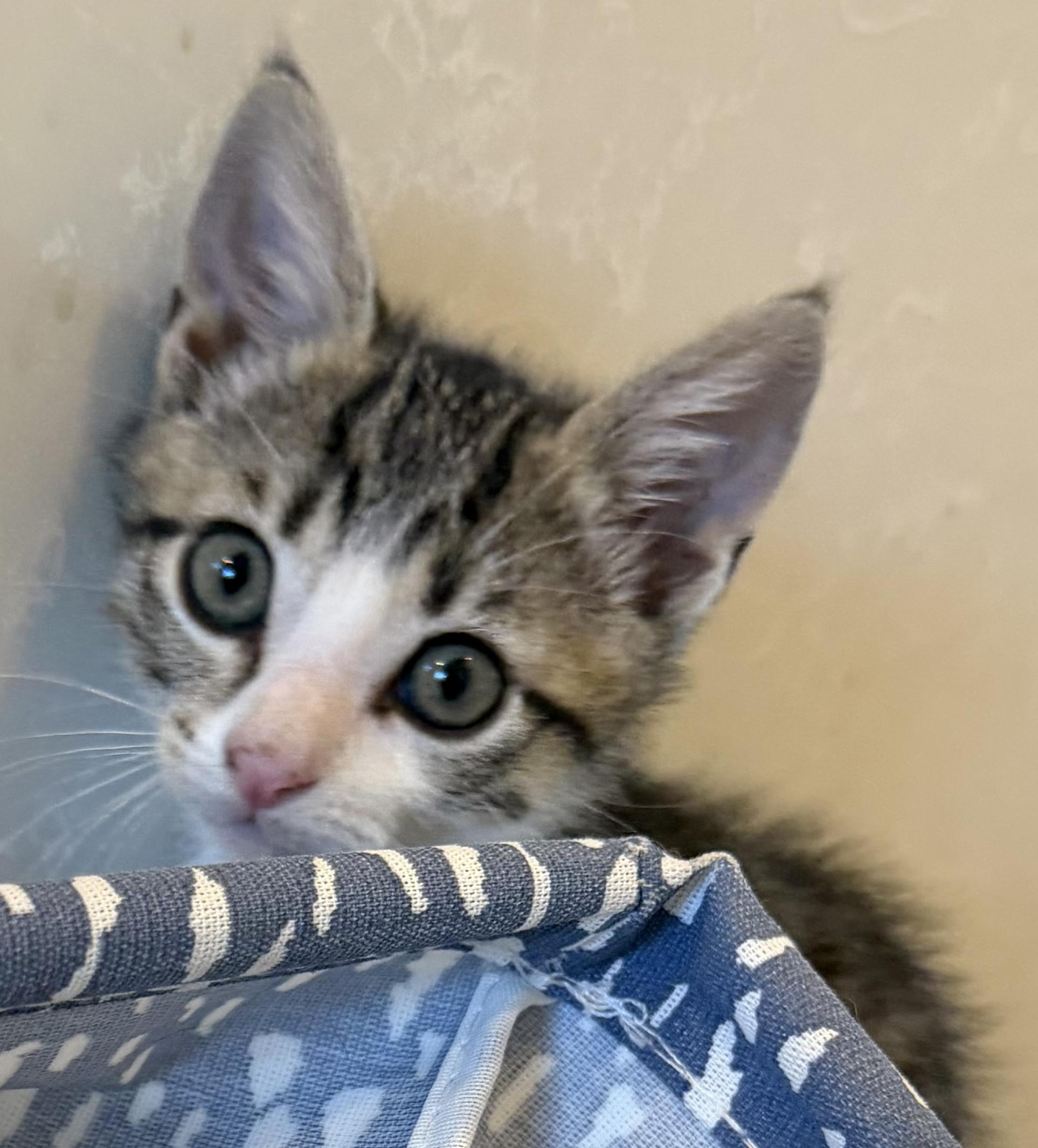 Eeyore, an adopted mixed breed in Lake Monroe, FL image 3/5