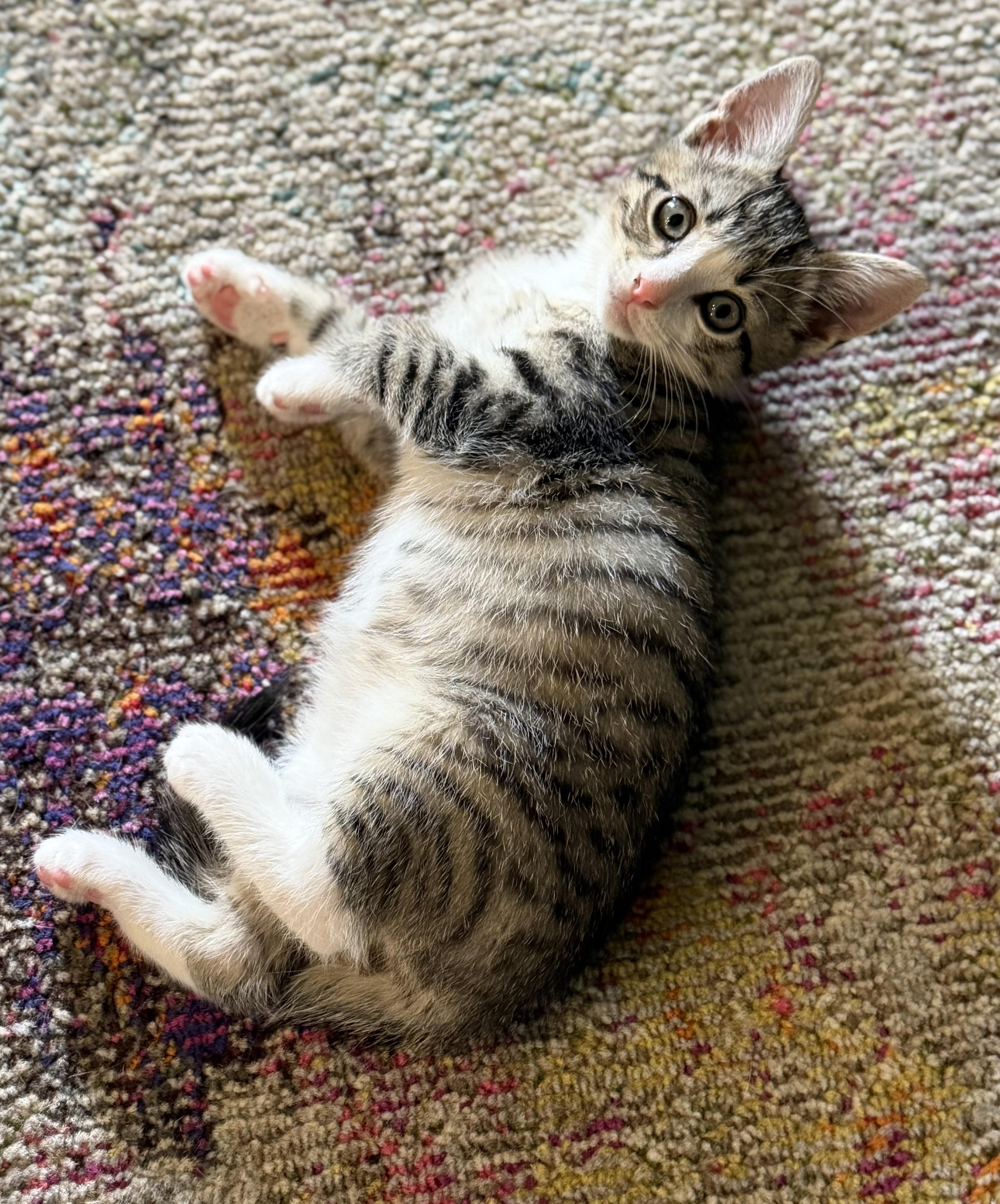 Eeyore, an adopted mixed breed in Lake Monroe, FL image 2/5