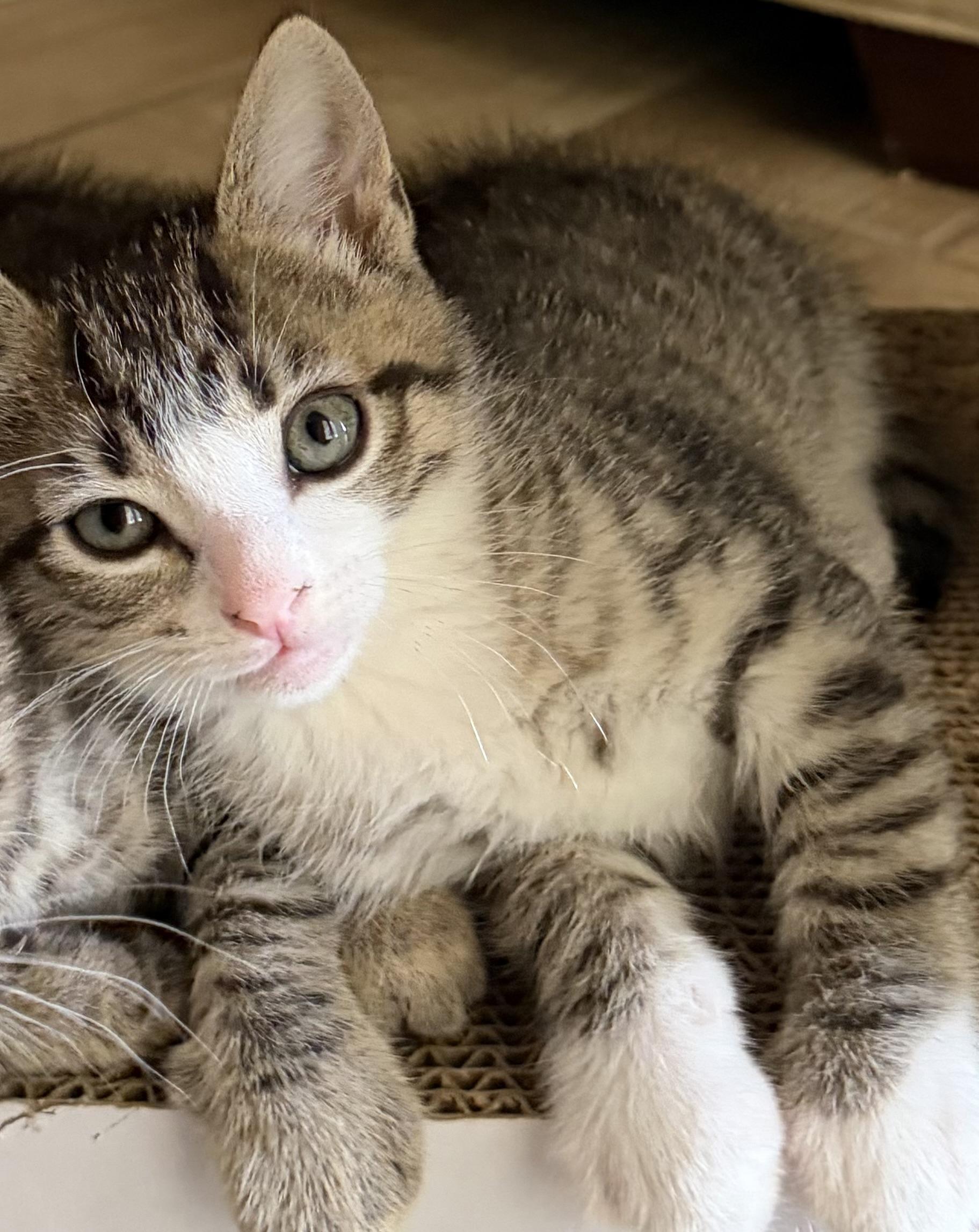 Eeyore, adopted, Kitten Male Domestic Short Hair & Tiger.