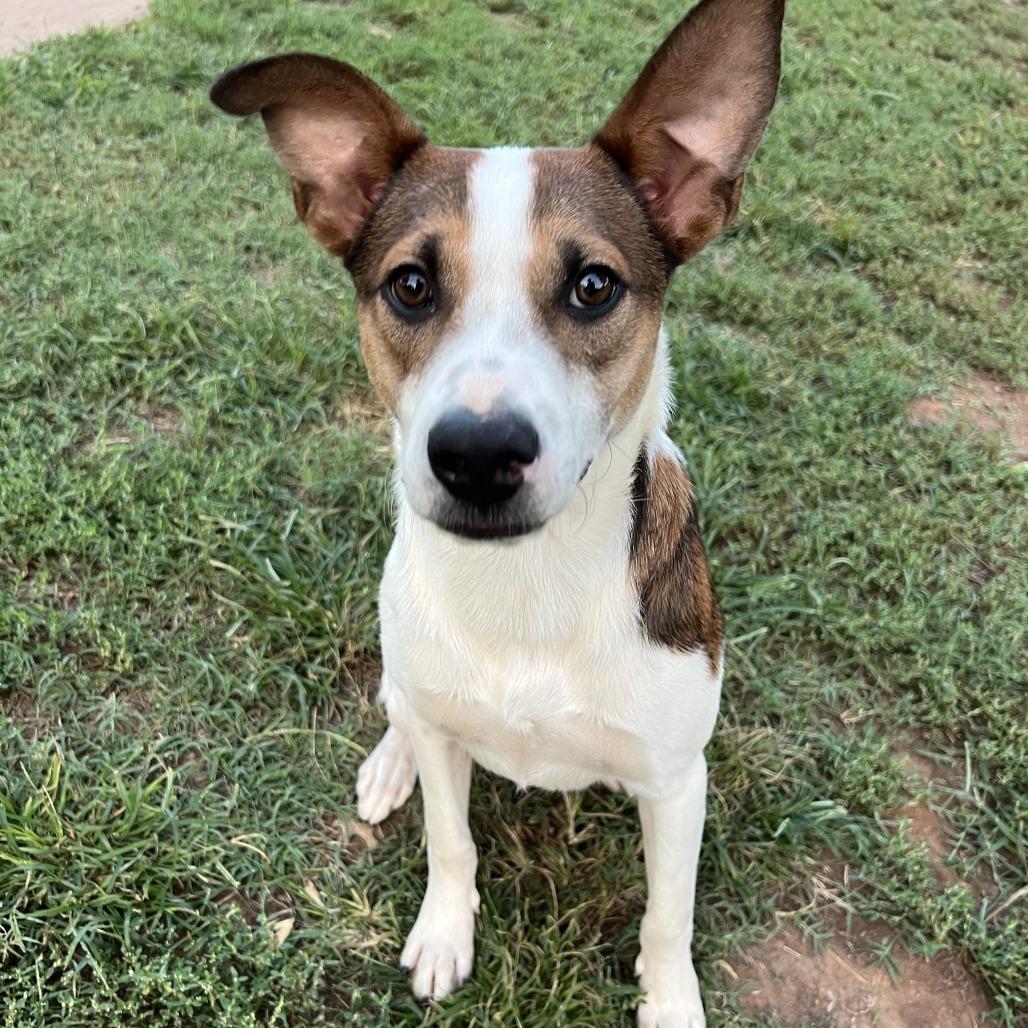 Herschel, Adoptable, Young Male Cattle Dog & Labrador Retriever.