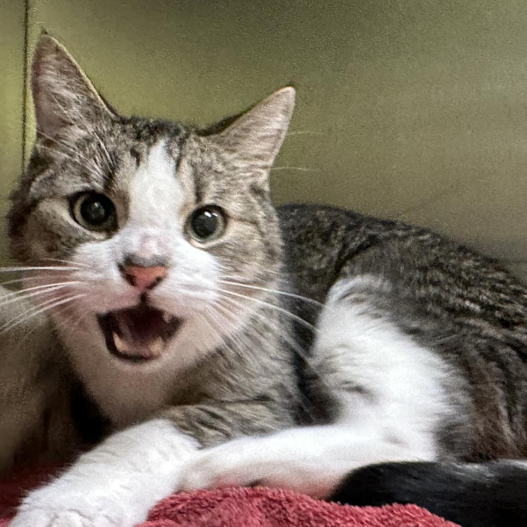 Sunshine, a Adoptable Domestic Short Hair in West Plains, MO image 1/5