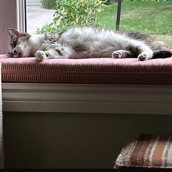 Sunshine, a Adoptable Domestic Short Hair in West Plains, MO image 2/5