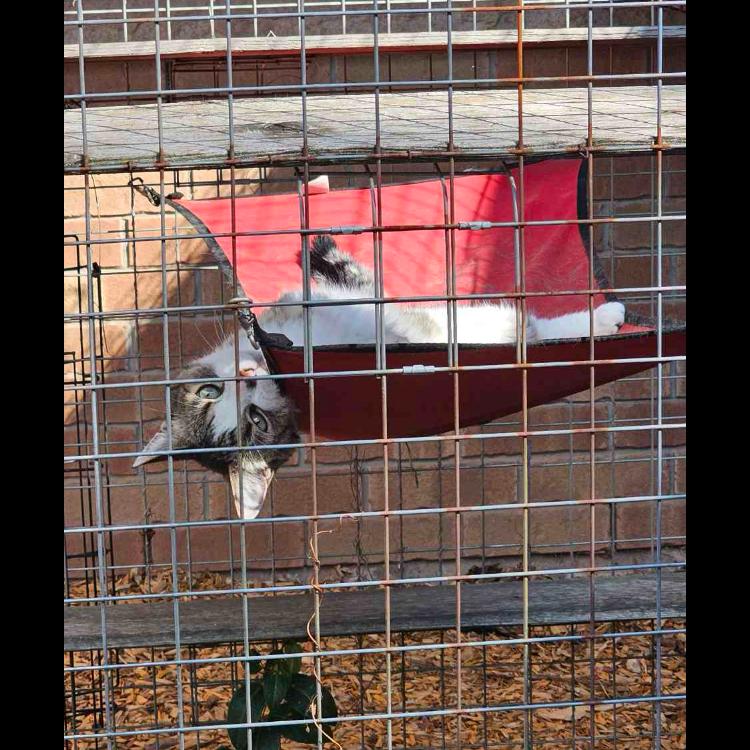 Sunshine, a Adoptable Domestic Short Hair in West Plains, MO image 3/5