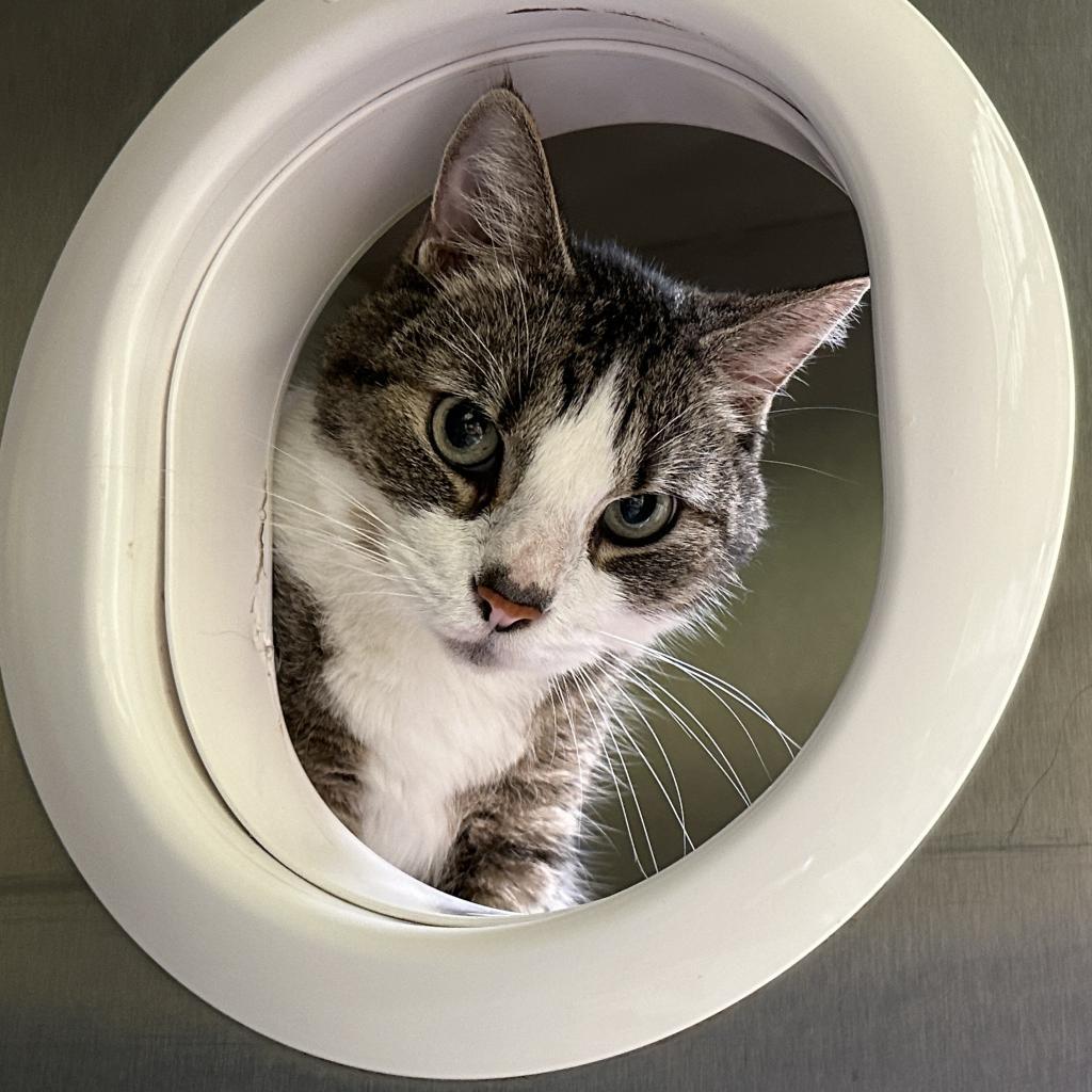 Sunshine, a Adoptable Domestic Short Hair in West Plains, MO image 4/5