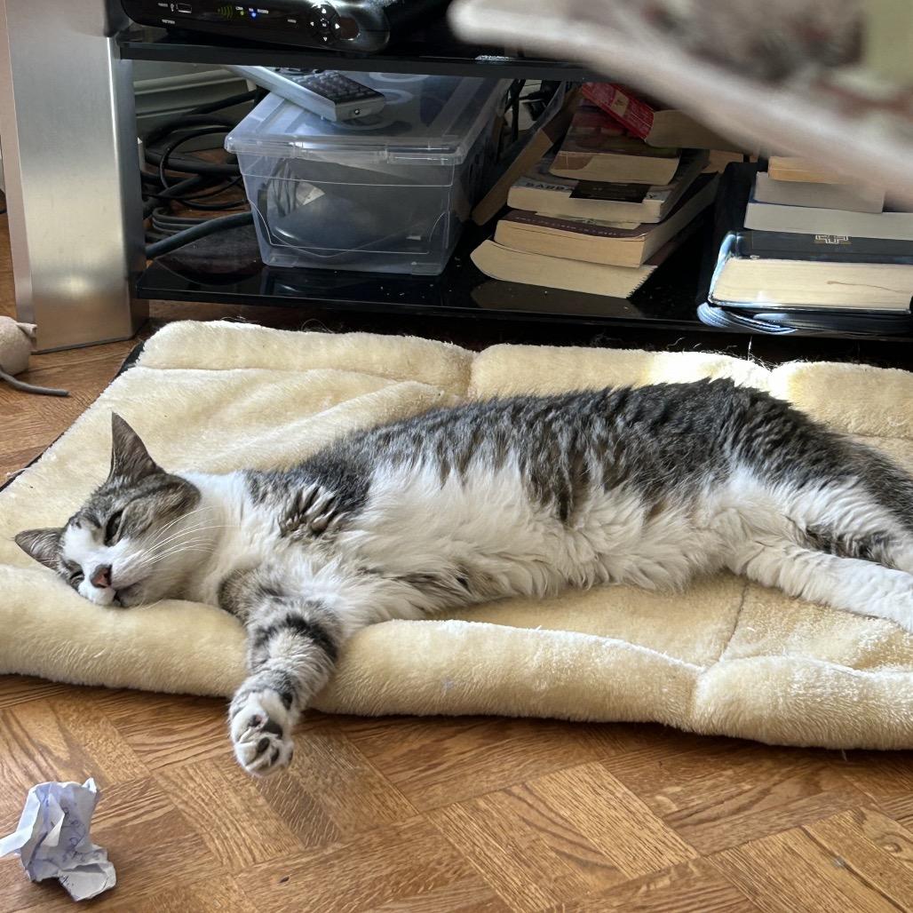 Sunshine, a Adoptable Domestic Short Hair in West Plains, MO image 5/5