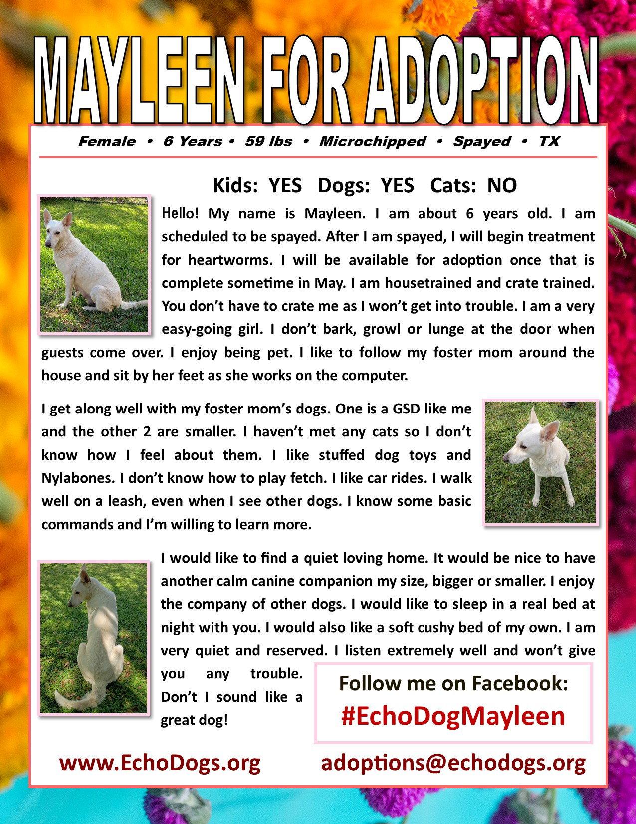 Mayleen, Adoptable, Adult Female White German Shepherd.