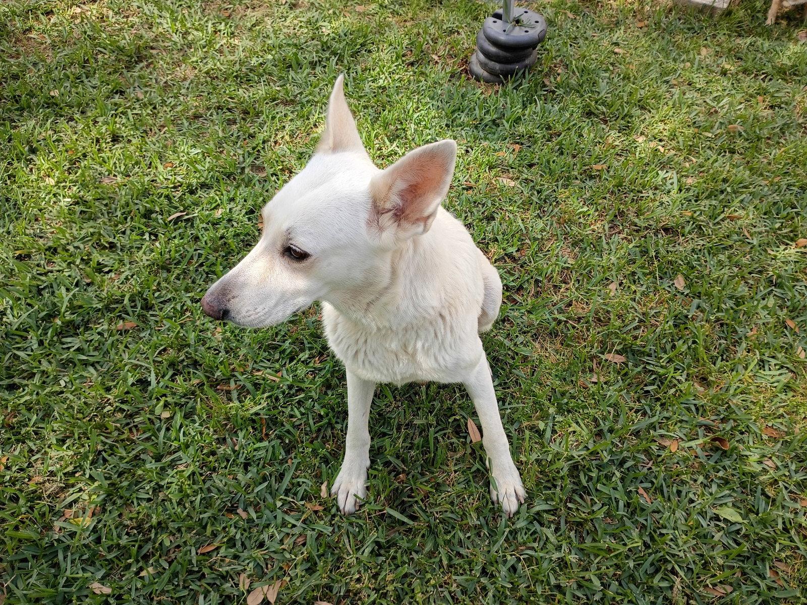 Mayleen, a Adoptable White German Shepherd in Londonderry, NH image 2/3