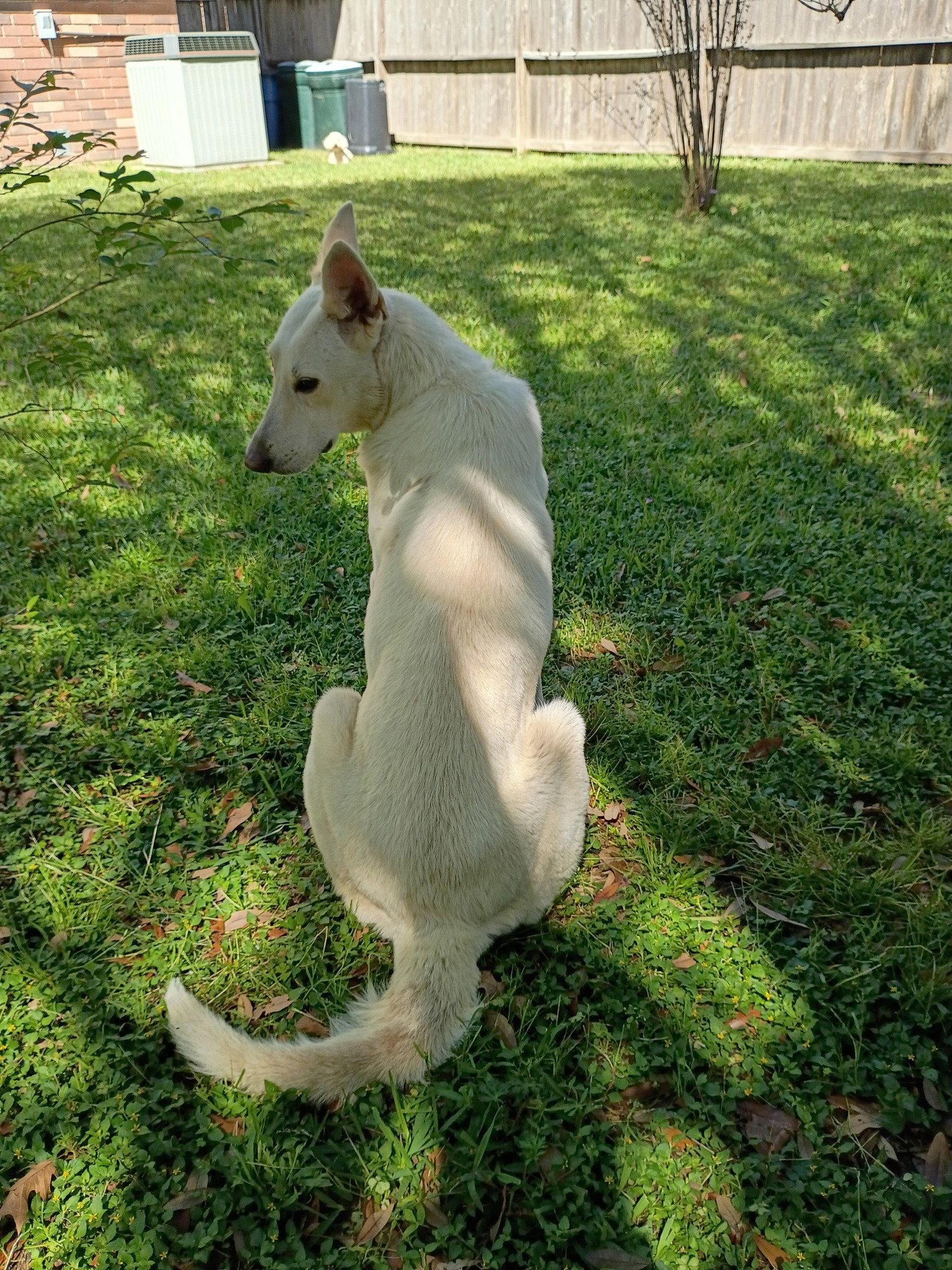 Mayleen, a Adoptable White German Shepherd in Londonderry, NH image 3/3