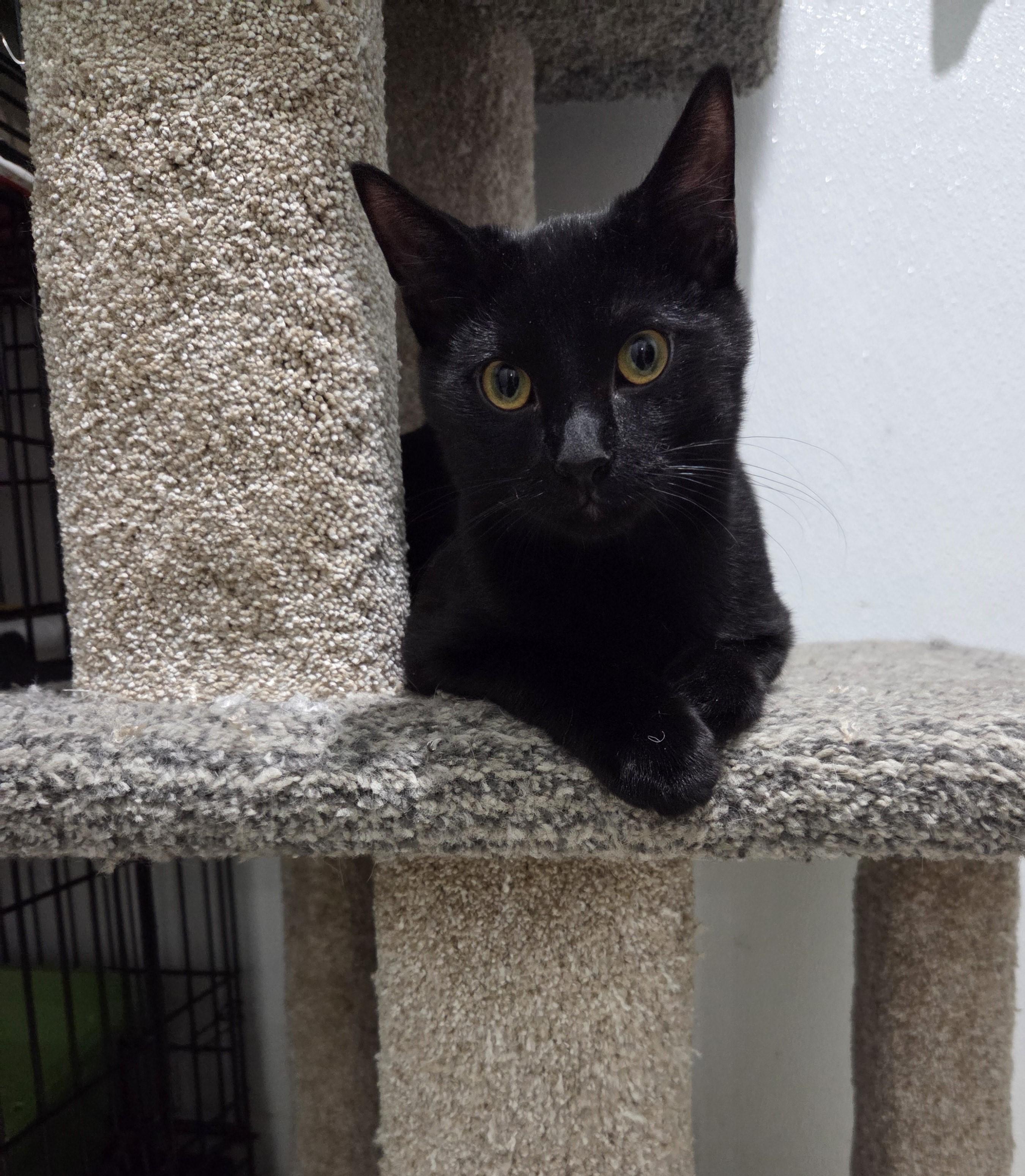 Enlarge Netflix, a Adoptable Domestic Short Hair in Claresholm, AB image 1/2