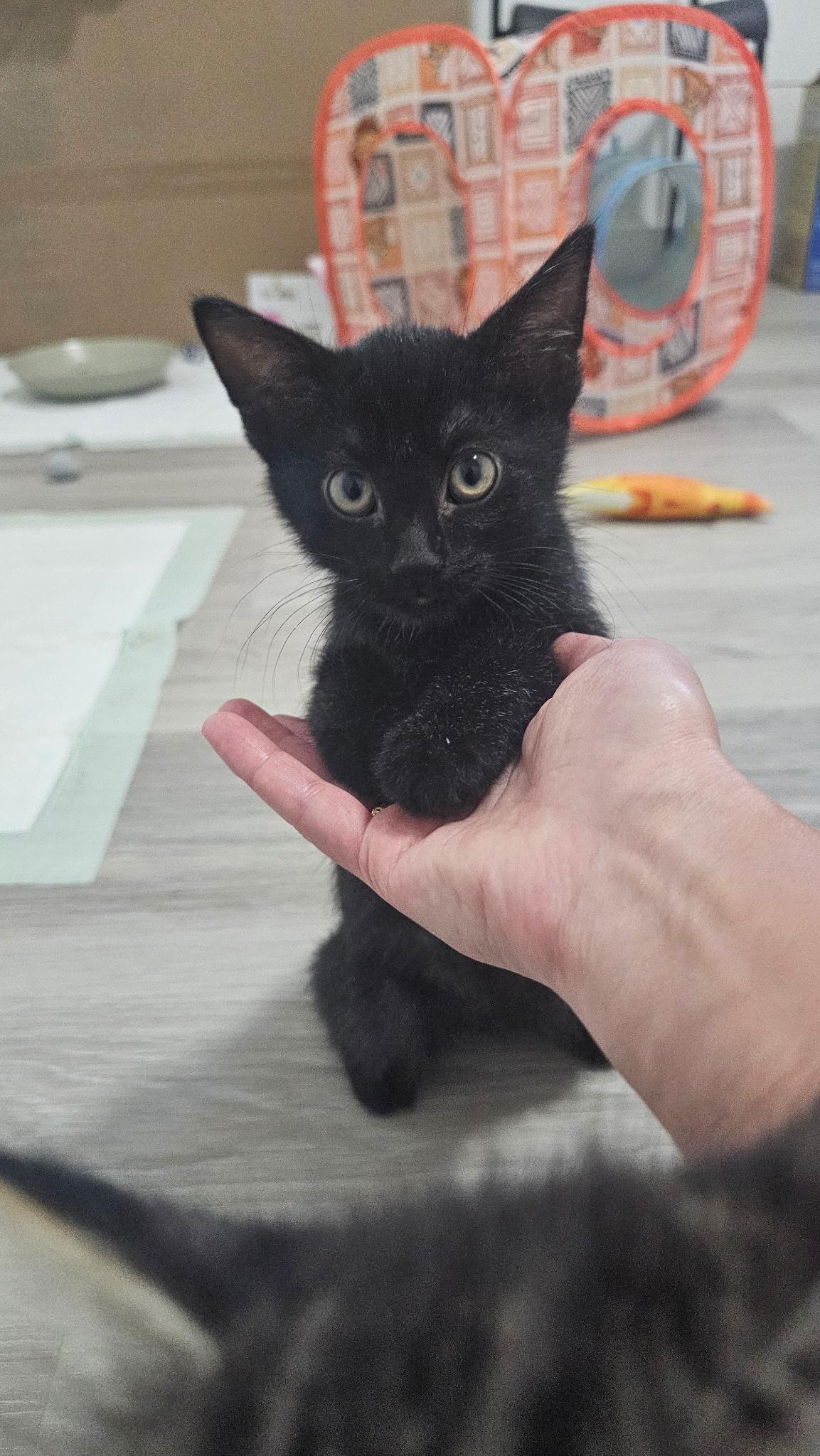 Netflix, ADOPTABLE, Young Male Domestic Short Hair.