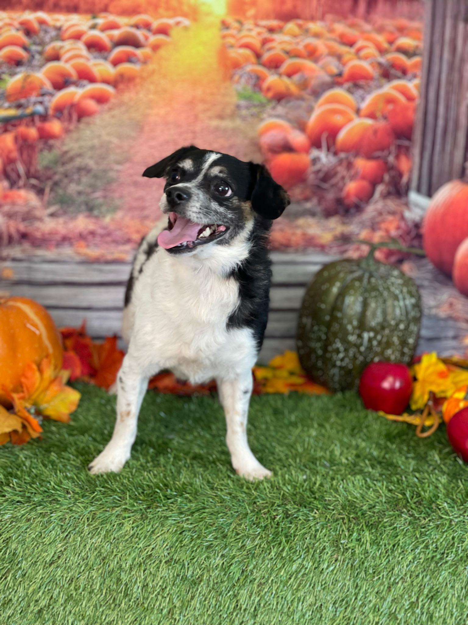 Enlarge LITTLE, a ADOPTABLE mixed breed in Rochester, NY image 4/6