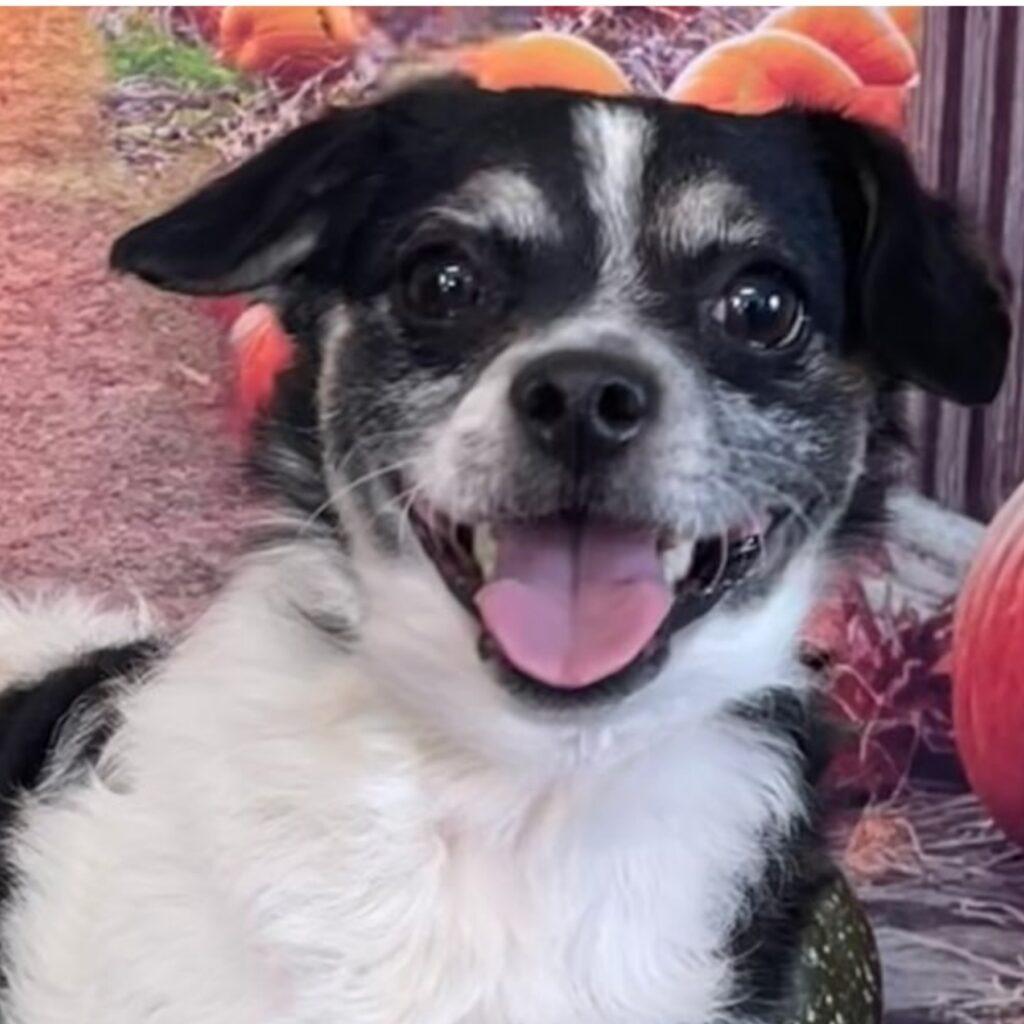 LITTLE, ADOPTABLE, Young Male Terrier & Chihuahua.