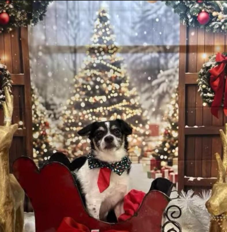 Enlarge LITTLE, a ADOPTABLE mixed breed in Rochester, NY image 5/6