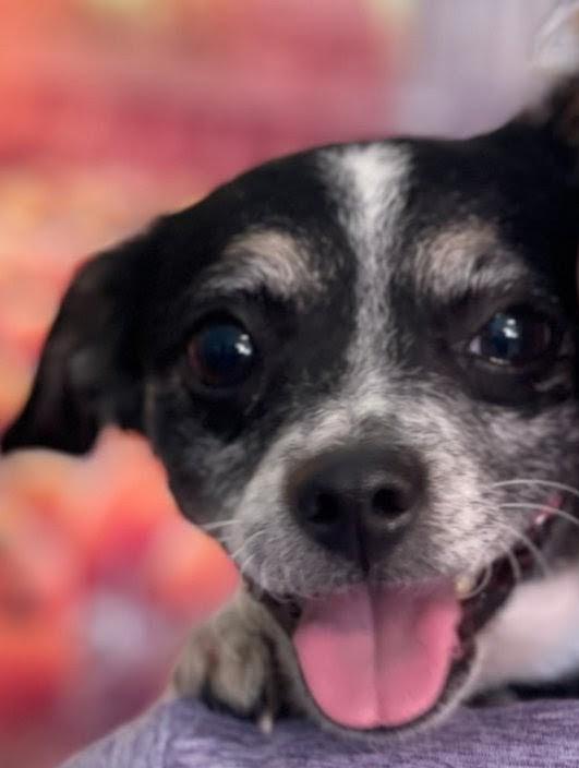 Enlarge LITTLE, a ADOPTABLE mixed breed in Rochester, NY image 6/6