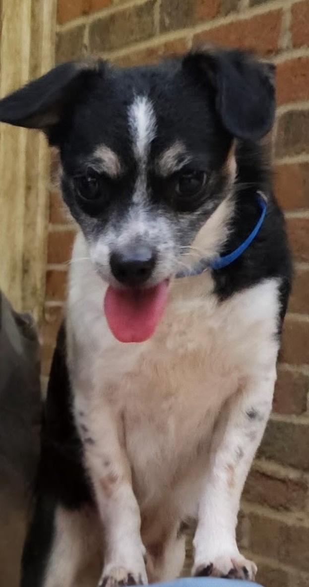 Enlarge LITTLE, a ADOPTABLE mixed breed in Rochester, NY image 2/6