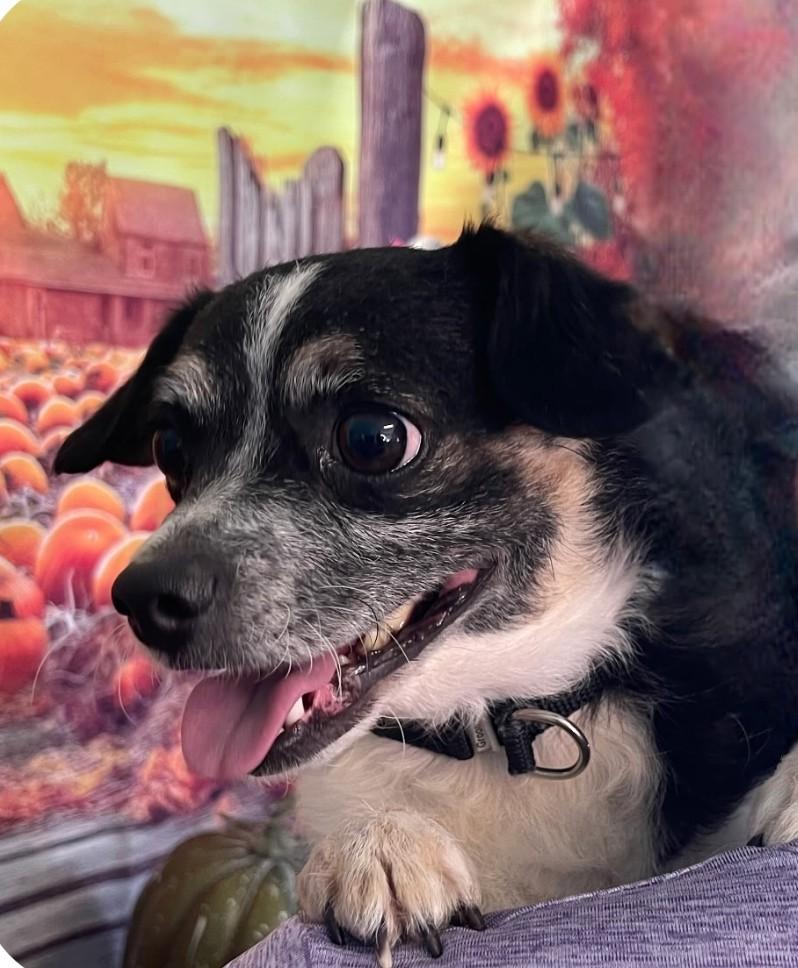 Enlarge LITTLE, a ADOPTABLE mixed breed in Rochester, NY image 3/6