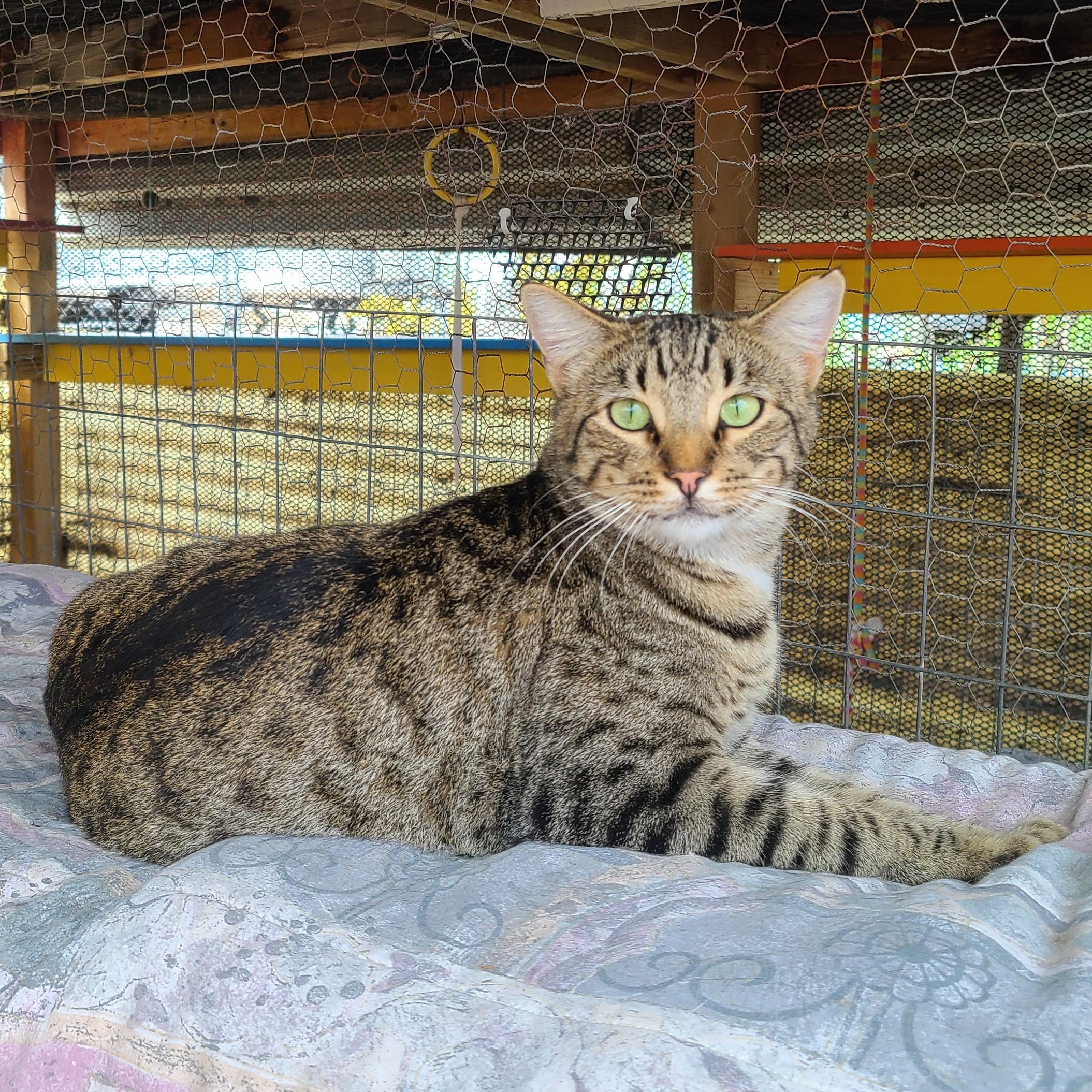 Enlarge Sporty, a Adoptable Tabby in Williamsburg, NM image 3/5
