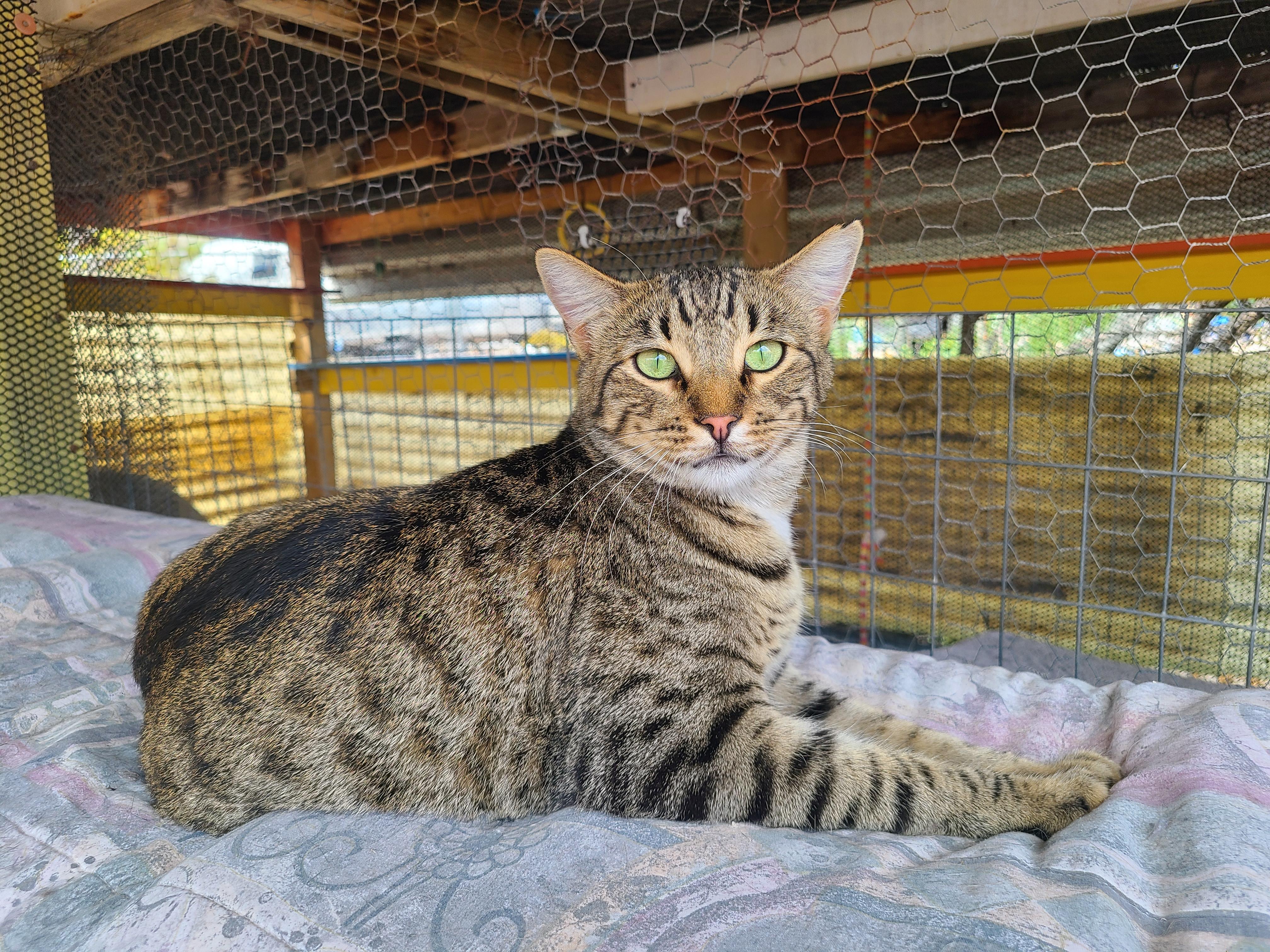 Enlarge Sporty, a Adoptable Tabby in Williamsburg, NM image 1/5