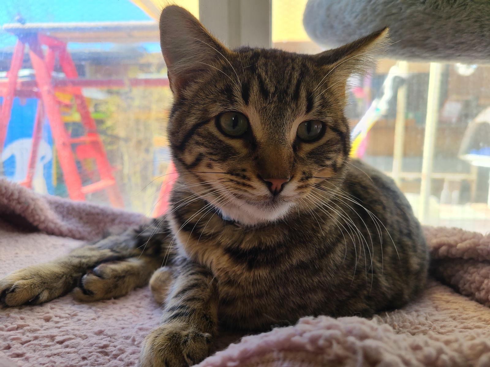 Enlarge Sporty, a Adoptable Tabby in Williamsburg, NM image 1/3