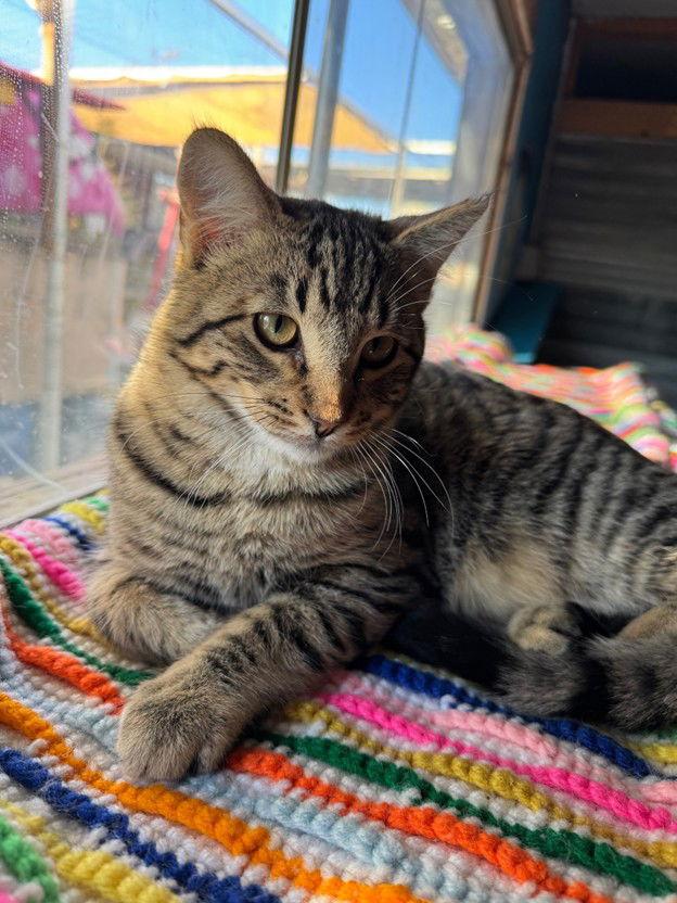 Enlarge Sporty, a Adoptable Tabby in Williamsburg, NM image 2/3