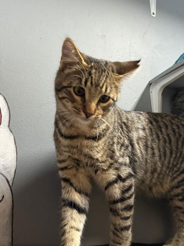 Enlarge Sporty, a Adoptable Tabby in Williamsburg, NM image 3/3