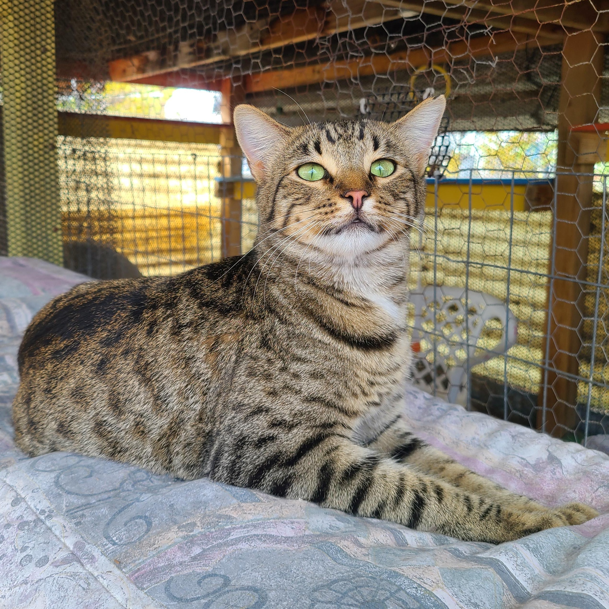 Enlarge Sporty, a Adoptable Tabby in Williamsburg, NM image 2/5