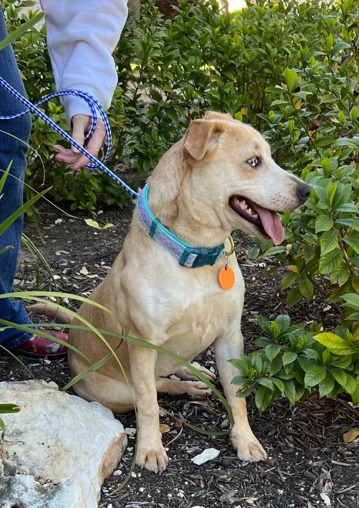 Enlarge Chloe, a Adoptable Terrier in Leander, TX image 1/4
