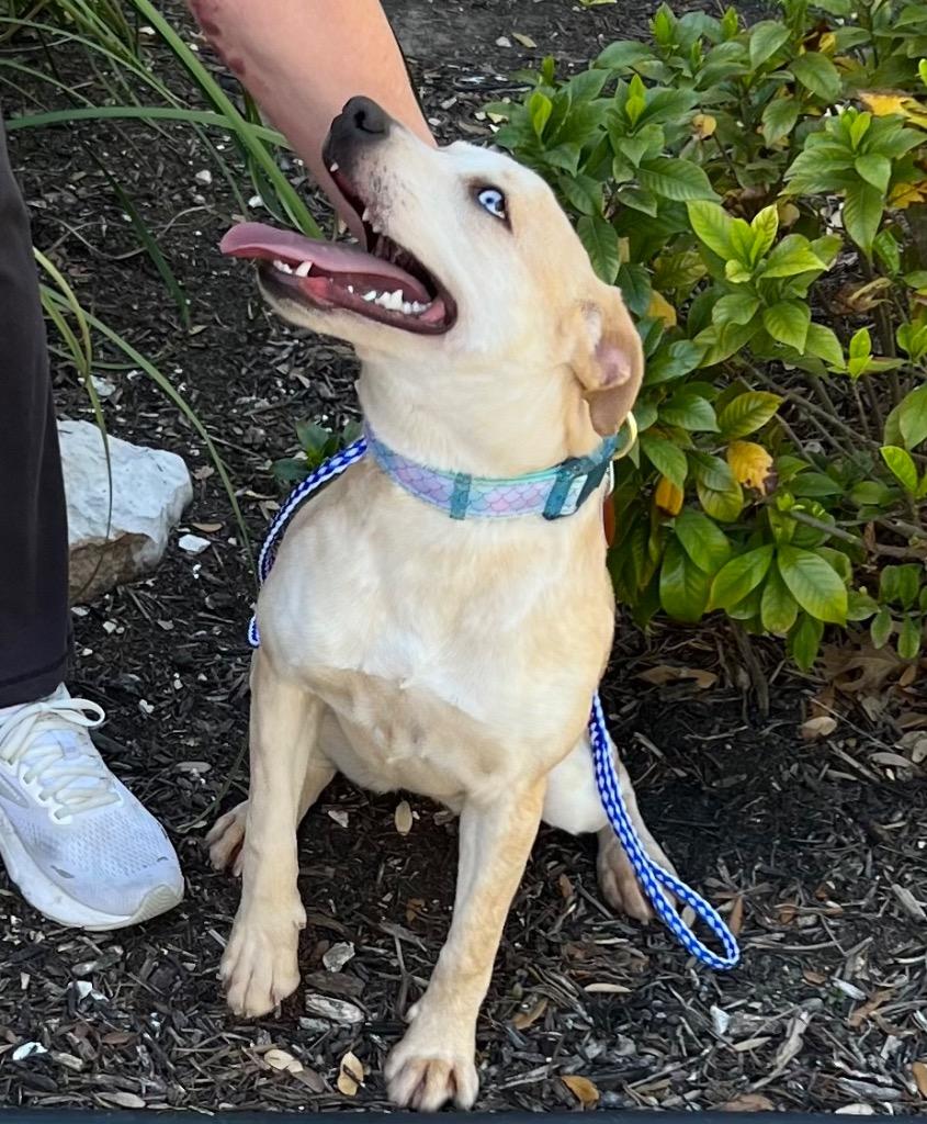 Enlarge Chloe, a Adoptable Terrier in Leander, TX image 2/4