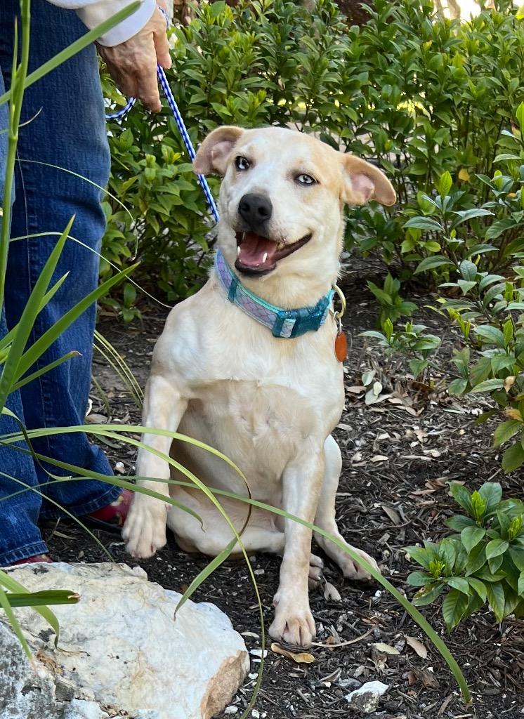 Enlarge Chloe, a Adoptable Terrier in Leander, TX image 3/4