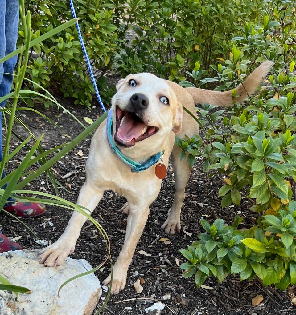 Enlarge Chloe, a Adoptable Terrier in Leander, TX image 4/4